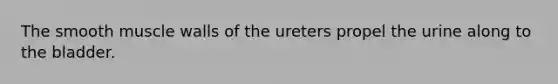 The smooth muscle walls of the ureters propel the urine along to the bladder.