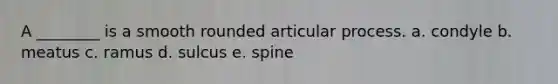 A ________ is a smooth rounded articular process. a. condyle b. meatus c. ramus d. sulcus e. spine