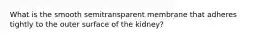 What is the smooth semitransparent membrane that adheres tightly to the outer surface of the kidney?