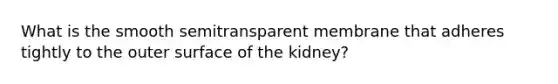 What is the smooth semitransparent membrane that adheres tightly to the outer surface of the kidney?