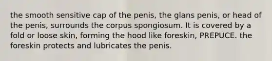 the smooth sensitive cap of the penis, the glans penis, or head of the penis, surrounds the corpus spongiosum. It is covered by a fold or loose skin, forming the hood like foreskin, PREPUCE. the foreskin protects and lubricates the penis.