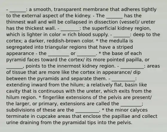 - _______: a smooth, transparent membrane that adheres tightly to the external aspect of the kidney. - The _______ has the thinnest wall and will be collapsed in dissection (vessel)/ ureter has the thickest wall. - ________: the superficial kidney region, which is lighter in color = rich blood supply. - _______: deep to the cortex; a darker, reddish-brown color. * the medulla is segregated into triangular regions that have a striped appearance - the _________ or ________. * the base of each pyramid faces toward the cortex/ its more pointed papilla, or _______, points to the innermost kidney region. - __________: areas of tissue that are more like the cortex in appearance/ dip between the pyramids and separate them. - __________: extending inward from the hilum; a relatively flat, basin like cavity that is continuous with the ureter, which exits from the hilum region. * fingerlike extensions of the pelvis are present/ the larger, or primary, extensions are called the _________; subdivisions of these are the __________. * the minor calyces terminate in cupcake areas that enclose the papillae and collect urine draining from the pyramidal tips into the pelvis.