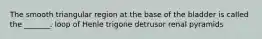 The smooth triangular region at the base of the bladder is called the _______. loop of Henle trigone detrusor renal pyramids