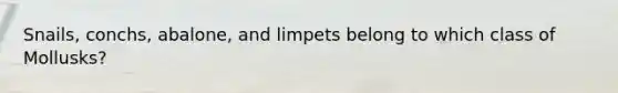 Snails, conchs, abalone, and limpets belong to which class of Mollusks?