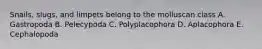 Snails, slugs, and limpets belong to the molluscan class A. Gastropoda B. Pelecypoda C. Polyplacophora D. Aplacophora E. Cephalopoda