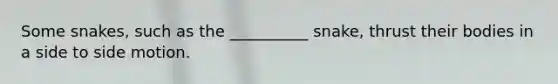 Some snakes, such as the __________ snake, thrust their bodies in a side to side motion.