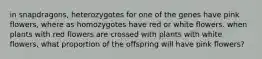 in snapdragons, heterozygotes for one of the genes have pink flowers, where as homozygotes have red or white flowers. when plants with red flowers are crossed with plants with white flowers, what proportion of the offspring will have pink flowers?