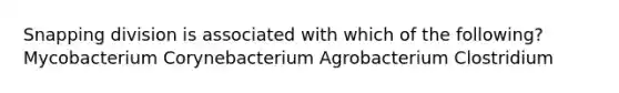 Snapping division is associated with which of the following? Mycobacterium Corynebacterium Agrobacterium Clostridium