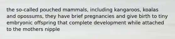 the so-called pouched mammals, including kangaroos, koalas and opossums, they have brief pregnancies and give birth to tiny embryonic offspring that complete development while attached to the mothers nipple