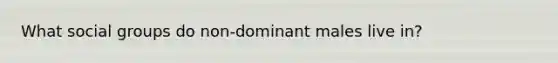 What social groups do non-dominant males live in?