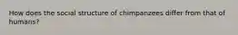 How does the social structure of chimpanzees differ from that of humans?