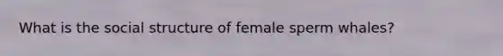 What is the social structure of female sperm whales?