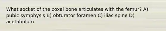 What socket of the coxal bone articulates with the femur? A) pubic symphysis B) obturator foramen C) iliac spine D) acetabulum