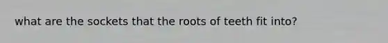 what are the sockets that the roots of teeth fit into?