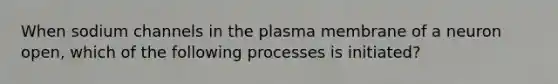 When sodium channels in the plasma membrane of a neuron open, which of the following processes is initiated?