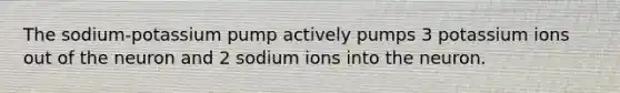 The sodium‐potassium pump actively pumps 3 potassium ions out of the neuron and 2 sodium ions into the neuron.