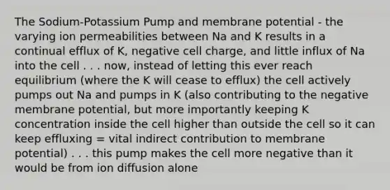 The Sodium-Potassium Pump and membrane potential - the varying ion permeabilities between Na and K results in a continual efflux of K, negative cell charge, and little influx of Na into the cell . . . now, instead of letting this ever reach equilibrium (where the K will cease to efflux) the cell actively pumps out Na and pumps in K (also contributing to the negative membrane potential, but more importantly keeping K concentration inside the cell higher than outside the cell so it can keep effluxing = vital indirect contribution to membrane potential) . . . this pump makes the cell more negative than it would be from ion diffusion alone