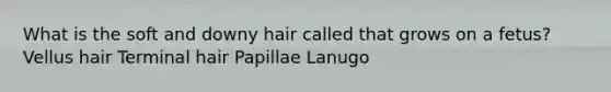 What is the soft and downy hair called that grows on a fetus? Vellus hair Terminal hair Papillae Lanugo