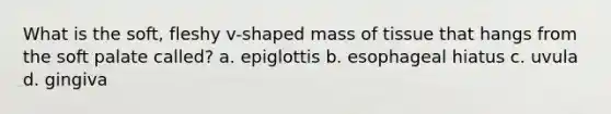 What is the soft, fleshy v-shaped mass of tissue that hangs from the soft palate called? a. epiglottis b. esophageal hiatus c. uvula d. gingiva