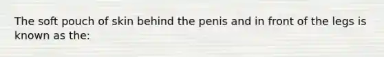 The soft pouch of skin behind the penis and in front of the legs is known as​ the: