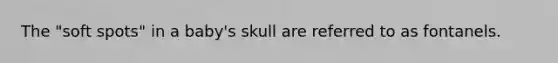 The "soft spots" in a baby's skull are referred to as fontanels.