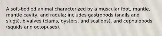 A soft-bodied animal characterized by a muscular foot, mantle, mantle cavity, and radula; includes gastropods (snails and slugs), bivalves (clams, oysters, and scallops), and cephalopods (squids and octopuses).