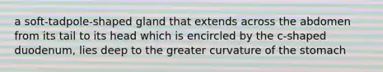 a soft-tadpole-shaped gland that extends across the abdomen from its tail to its head which is encircled by the c-shaped duodenum, lies deep to the greater curvature of <a href='https://www.questionai.com/knowledge/kLccSGjkt8-the-stomach' class='anchor-knowledge'>the stomach</a>