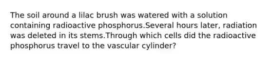 The soil around a lilac brush was watered with a solution containing radioactive phosphorus.Several hours later, radiation was deleted in its stems.Through which cells did the radioactive phosphorus travel to the vascular cylinder?