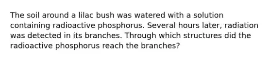 The soil around a lilac bush was watered with a solution containing radioactive phosphorus. Several hours later, radiation was detected in its branches. Through which structures did the radioactive phosphorus reach the branches?