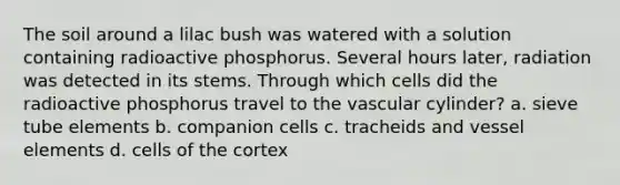 The soil around a lilac bush was watered with a solution containing radioactive phosphorus. Several hours later, radiation was detected in its stems. Through which cells did the radioactive phosphorus travel to the vascular cylinder? a. sieve tube elements b. companion cells c. tracheids and vessel elements d. cells of the cortex