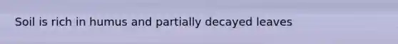 Soil is rich in humus and partially decayed leaves