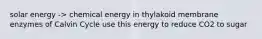 solar energy -> chemical energy in thylakoid membrane enzymes of Calvin Cycle use this energy to reduce CO2 to sugar