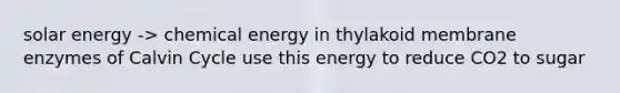 solar energy -> chemical energy in thylakoid membrane enzymes of Calvin Cycle use this energy to reduce CO2 to sugar