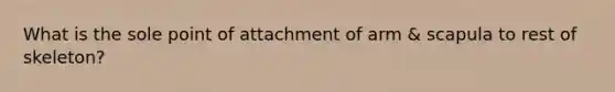 What is the sole point of attachment of arm & scapula to rest of skeleton?