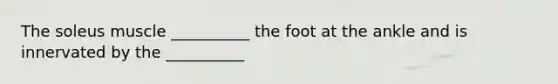 The soleus muscle __________ the foot at the ankle and is innervated by the __________