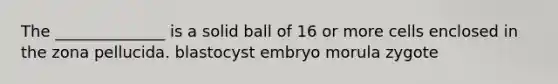 The ______________ is a solid ball of 16 or more cells enclosed in the zona pellucida. blastocyst embryo morula zygote