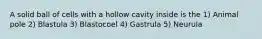 A solid ball of cells with a hollow cavity inside is the 1) Animal pole 2) Blastula 3) Blastocoel 4) Gastrula 5) Neurula