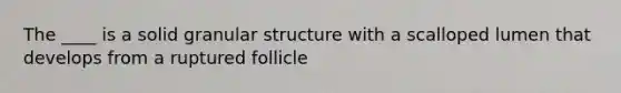 The ____ is a solid granular structure with a scalloped lumen that develops from a ruptured follicle