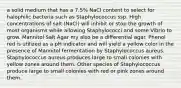 a solid medium that has a 7.5% NaCl content to select for halophilic bacteria such as Staphylococcus ssp. High concentrations of salt (NaCl) will inhibit or stop the growth of most organisms while allowing Staphylococci and some Vibrio to grow. Mannitol Salt Agar my also be a differential agar. Phenol red is utilized as a pH indicator and will yield a yellow color in the presence of Mannitol fermentation by Staphylococcus aureus. Staphylococcus aureus produces large to small colonies with yellow zones around them. Other species of Staphylococcus produce large to small colonies with red or pink zones around them.