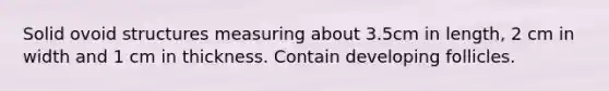 Solid ovoid structures measuring about 3.5cm in length, 2 cm in width and 1 cm in thickness. Contain developing follicles.