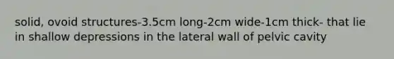 solid, ovoid structures-3.5cm long-2cm wide-1cm thick- that lie in shallow depressions in the lateral wall of pelvic cavity