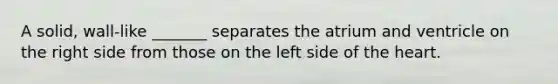 A solid, wall-like _______ separates the atrium and ventricle on the right side from those on the left side of the heart.