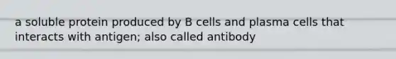 a soluble protein produced by B cells and plasma cells that interacts with antigen; also called antibody