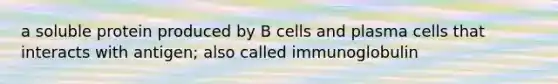 a soluble protein produced by B cells and plasma cells that interacts with antigen; also called immunoglobulin