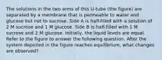 The solutions in the two arms of this U-tube (the figure) are separated by a membrane that is permeable to water and glucose but not to sucrose. Side A is half-filled with a solution of 2 M sucrose and 1 M glucose. Side B is half-filled with 1 M sucrose and 2 M glucose. Initially, the liquid levels are equal. Refer to the figure to answer the following question. After the system depicted in the figure reaches equilibrium, what changes are observed?