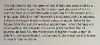 The solutions in the two arms of this U-tube are separated by a membrane that is permeable to water and glucose but not to sucrose. Side A is half-filled with a solution of 2 M sucrose and 1 M glucose. Side B is half-filled with 1 M sucrose and 2 M glucose. Initially, the liquid levels on both sides are equal. Refer to the figure. After the system reaches equilibrium , what changes are observed? a. the molarity of sucrose is higher that that of glucose on side A b. the water level is higher in side A than in side B c. the water level is unchanged d. the water level is higher in side B than in side A