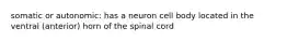 somatic or autonomic: has a neuron cell body located in the ventral (anterior) horn of the spinal cord