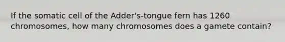 If the somatic cell of the Adder's-tongue fern has 1260 chromosomes, how many chromosomes does a gamete contain?