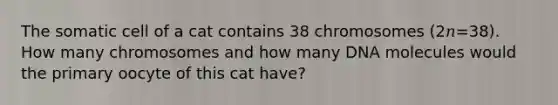 The somatic cell of a cat contains 38 chromosomes (2𝑛=38). How many chromosomes and how many DNA molecules would the primary oocyte of this cat have?