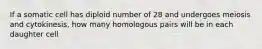 If a somatic cell has diploid number of 28 and undergoes meiosis and cytokinesis, how many homologous pairs will be in each daughter cell